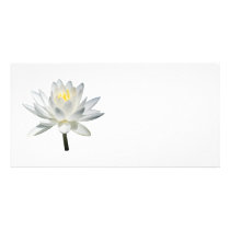 White Water Lily in Sunshine photo cards