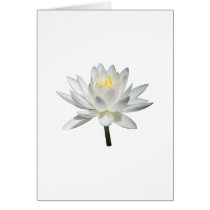 White Water Lily in Sunshine cards