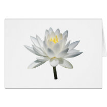 White Water Lily in Sunshine cards