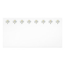White Water Lily in Sunshine photo cards