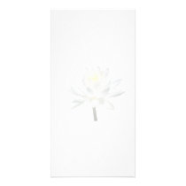 White Water Lily in Sunshine photo cards