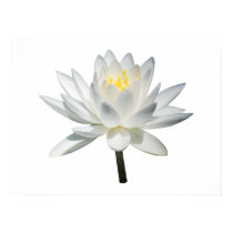 White Water Lily in Sunshine posters