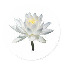 White Water Lily in Sunshine stickers