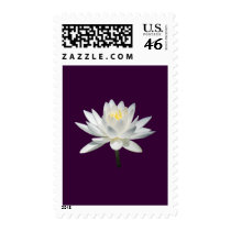 White Water Lily in Sunshine stamps