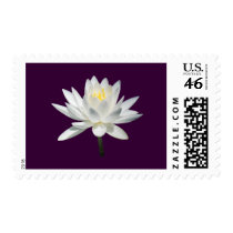 White Water Lily in Sunshine Stamps