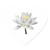White Water Lily in Sunshine stickers