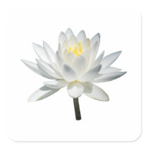 White Water Lily in Sunshine stickers
