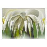 White Water Lily Note Card