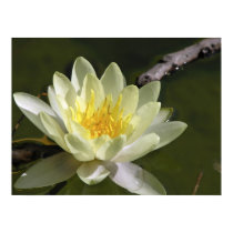 White Water Lily posters