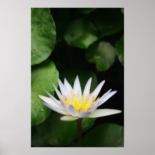 White Water Lily print