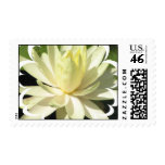 White Water Lily Stamp