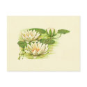 White Waterlilies postcards by mosswood White Waterlilies postcards