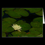 White Waterlily Card