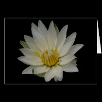White Waterlily cards