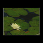 White Waterlily Postcard