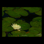 White Waterlily Print