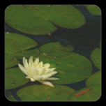 White Waterlily Square Sticker
