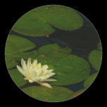 White Waterlily Sticker
