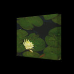 White Waterlily Stretched Canvas Print