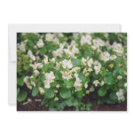 white Wax Begonia (Begonia) flowers invitations