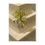 White Wedding Cake Post Card