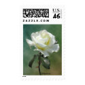 White Wedding Flowers Postage Stamps