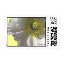 White Wedding Flowers Postage Stamps by naturalilly White Wedding Flowers Postage Stamps