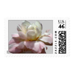 White Wedding Flowers Rose Postage Stamps