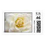 WHITE WEDDING ROSE