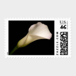 White Wedding White Calla Lily Wedding Stamps stamps