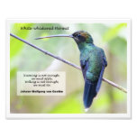 White-whiskered Hermit Photo