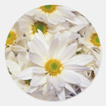 white White daisy chrysanthemums flowers Sticker