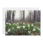 white White Trillium flowers Announcement