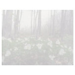 white White Trillium flowers Personalized Letterhead