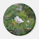 White Wild Rose Magnet