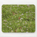 White wildflower field of butterflies