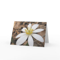 White Wildflower Note Card