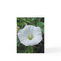 White Wildflower Note Card