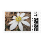 White Wildflower Postage Stamp