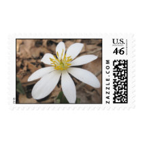 White Wildflower Postage Stamp stamps