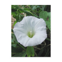 White Wildflower Postcard by mulberry1 White Wildflower Postcard