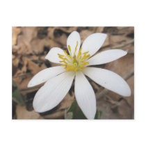 White Wildflower Postcard