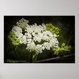 White Wildflower Poster print