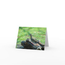 White Winged Dove Greeting Cards