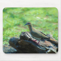 White Winged Dove Mousepads