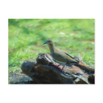 White Winged Dove Post Cards