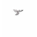 White Winged Dove t-shirts