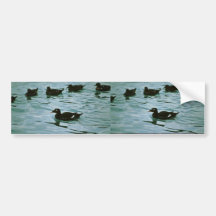 White-winged scoter bumper sticker