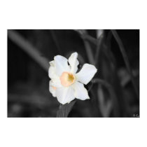 White Wisdom posters by CyrScenes White Wisdom posters