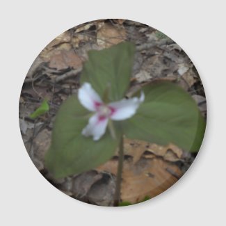 Trillium Seeds